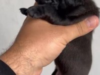 Pug mops yavrular ırk sağlık garantili