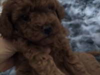 Sağlık Ve Irk Garantili Ev Yavrusu Poodle