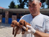 Toy poodle yavrularımız ruhsatlı çiftliğinden