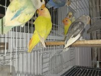 SEVDA PAPAĞANI YENİ YEME DÜŞMÜŞ