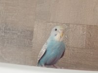 Muhabbet Kuşu Rainbow 5 Aylık