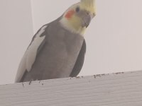 3 yaşında damızlık konuşan erkek sultan papağanı