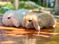 Hollanda teddy lop Beyaz Mavi göz tavşan