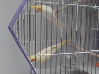 Safkan kırmızı göz lutino albino sultan papağanı