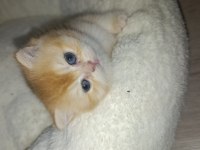 Golden british shorthair bebeklerimiz