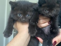 Scottish fold kedimiz