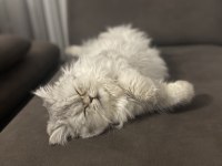 1 yaşında aslan chinchilla kedimiz