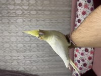 Lutino sultan papağanı