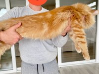 Show Class XL Mainecoon Red Erkek