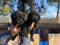 Siyah toy poodle yavrularımız