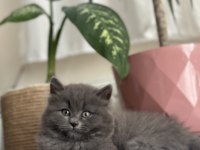 British longhair ömürlük yuva aranıyor