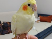 Yavru Sultan Papağanı 4 Aylık