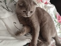 Scottish fold lilac kedimiz