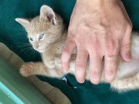 SEVGİ DOLU YAVRUCAK KEDİLER SICAK YUVA ARIYOR