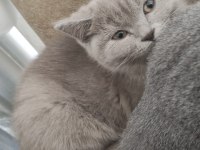 British shorthair 1 şubat doğumlu