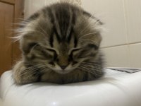 Scottish fold 2 aylık