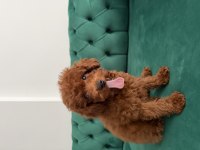 2 aylık minik yavru poodle