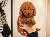 Orjinal Red Toy Poodle Yavru Erkek Dişi Yavru 2 Aylık