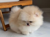 Göz Alıcı Tüy Yapısına Sahip Pomeranian Boo