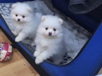 Pomeranian bebekler