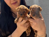 Red brown kilo garantili toy poodle yavrularım