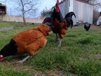 3+1 ALMAN VORWEK TAVUKLAR