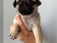Pug Mops yavrularımız