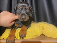 Safkan veterinerden garantili doberman yavruları