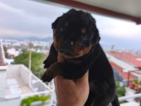 Rottweiler yavruları