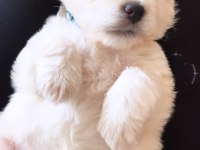 2 aylık yavru maltipoo