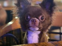 Çikolata Longhair Chihuahua