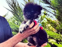 Varsa daha iyisi o da annesi pomeranian boo