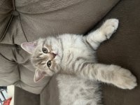 British shorthair