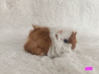 Sevimli Guinea Pig Yavrularımız