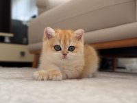 Şampiyon Annenin Kızı British Shorthair