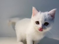 Brıtısh Shorthair Dişi Bebek