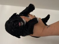Morkie yavrumuz