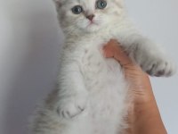 British Shorthair Dişi Yavrular