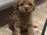Poodle bebeklerimiz yeni yuvalarını bekliyor