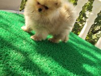 Küçük pomeranian ayıcıklar