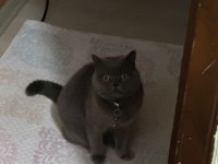 KEDİMİZE ERKEK EŞ ADAYI ARIYORUZ