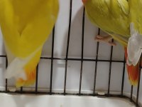 Yavru garantili hazır takım sevda papağanı opaline çift
