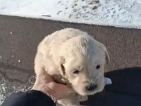 Golden retriever dişi ve erkek mevcut