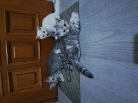 3 şilaĥşör kediler