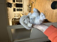 Hollanda Lop Tavşanı Yavrular Gönderim Var