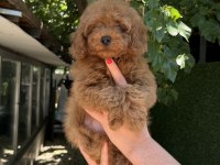 TOY POODLE ERKEK KG GARANTİLİ