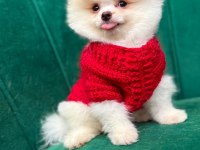 Pomeranian boo 60 günlük