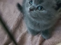 British shorthair safkan