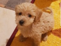 Maltipoo bebeklerim yuvasını arıyor (uygun)