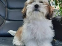HARİKA SHIH TZU YAVRULARI 